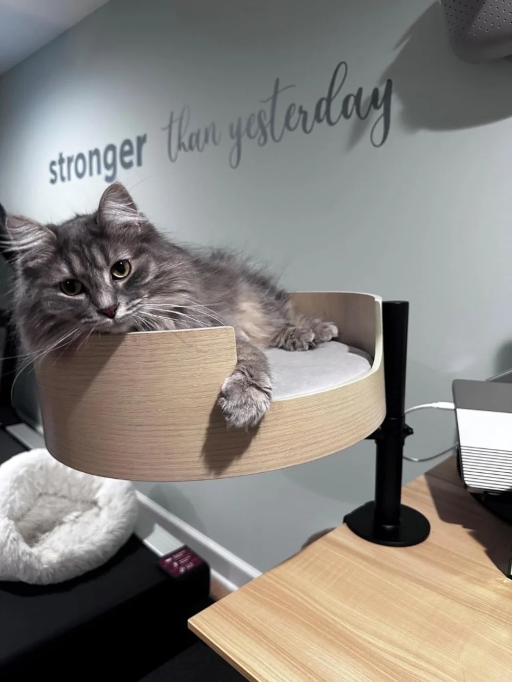 The Original Desk Mounted Cat Bed Attachment – Walnut Wood & White oak