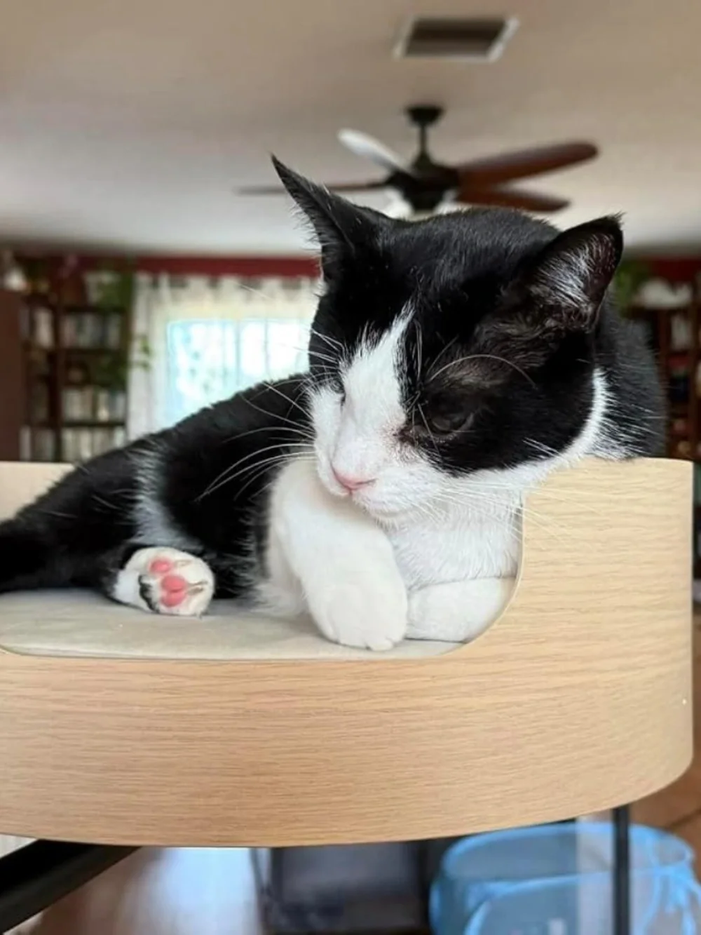 The Original Desk Mounted Cat Bed Attachment – Walnut Wood & White oak
